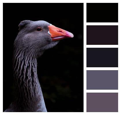 Pomeranian Goose Birds Nature Goose Geese Animal Portraits Animals Portrait Image